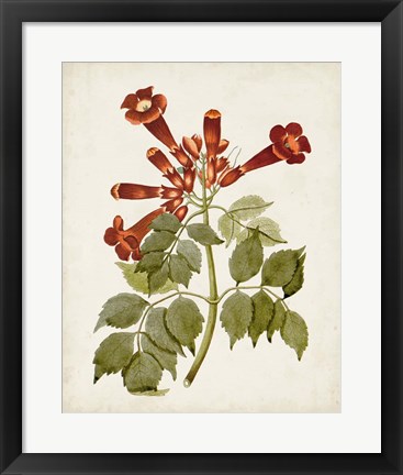 Framed Vintage Flowering Trees VI Print