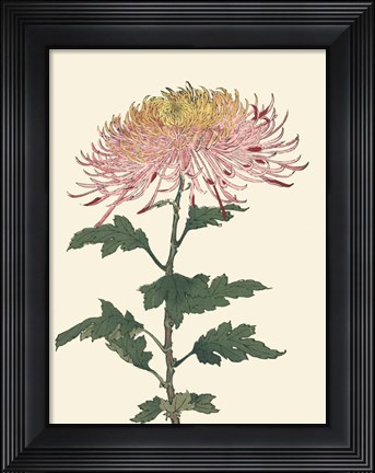 Framed Chrysanthemum Woodblock II Print