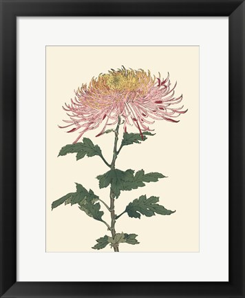 Framed Chrysanthemum Woodblock II Print