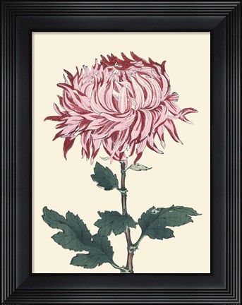 Framed Chrysanthemum Woodblock IV Print