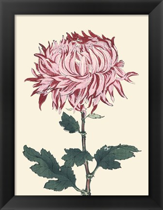 Framed Chrysanthemum Woodblock IV Print