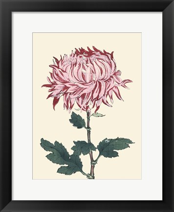 Framed Chrysanthemum Woodblock IV Print