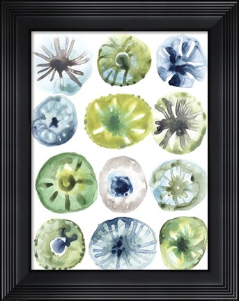 Framed Sea Urchin Assortment I Print