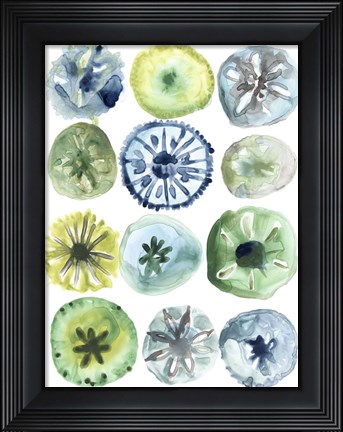 Framed Sea Urchin Assortment II Print