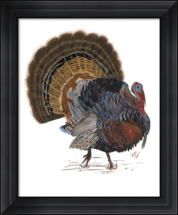 Framed Turkey Study I Print