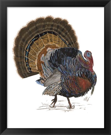 Framed Turkey Study I Print