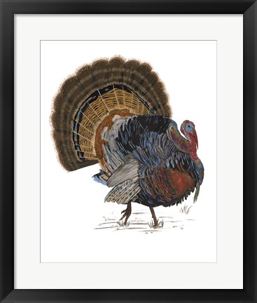 Framed Turkey Study I Print