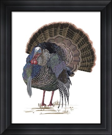 Framed Turkey Study II Print