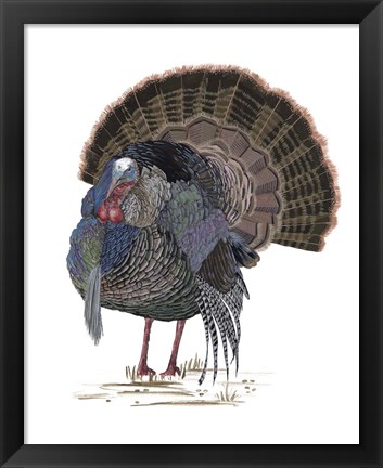 Framed Turkey Study II Print