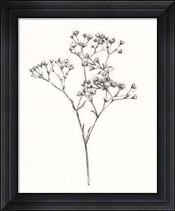 Framed Wild Bloom Sketch I Print