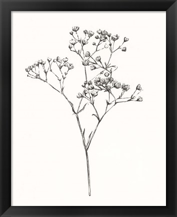 Framed Wild Bloom Sketch I Print