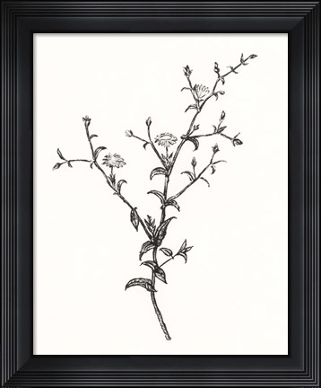 Framed Wild Bloom Sketch II Print