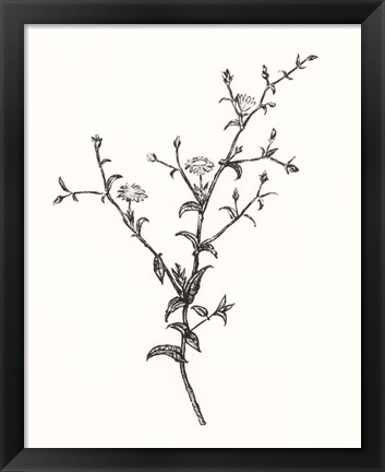 Framed Wild Bloom Sketch II Print