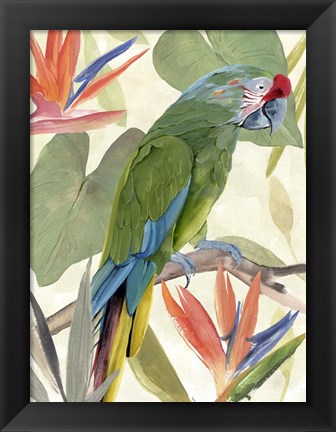 Framed Tropical Parrot Composition I Print