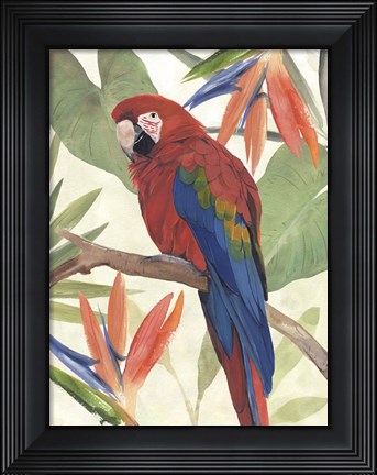Framed Tropical Parrot Composition II Print