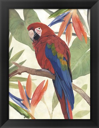Framed Tropical Parrot Composition II Print