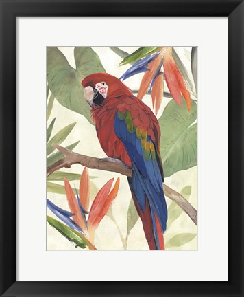 Framed Tropical Parrot Composition II Print