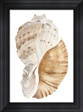Framed Seashell I Print