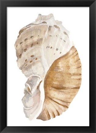 Framed Seashell I Print