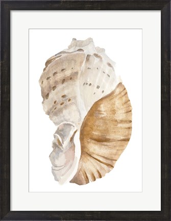 Framed Seashell I Print