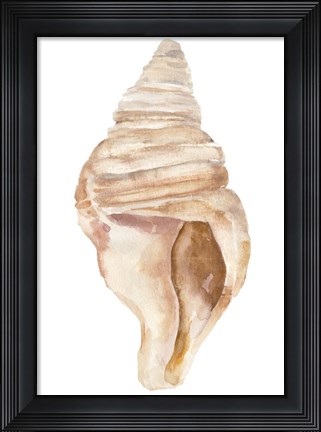 Framed Seashell II Print