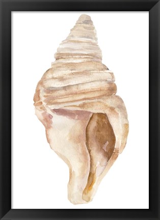 Framed Seashell II Print
