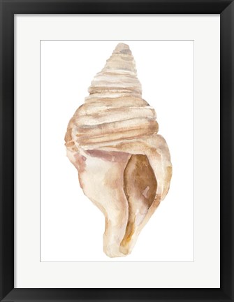 Framed Seashell II Print