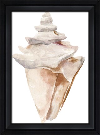 Framed Seashell III Print