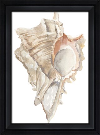 Framed Seashell IV Print
