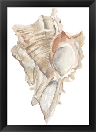 Framed Seashell IV Print