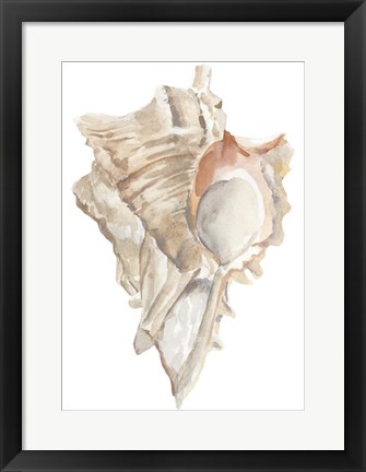 Framed Seashell IV Print