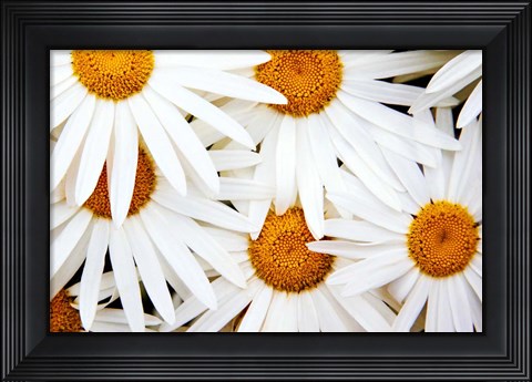 Framed Daisy Splash Print
