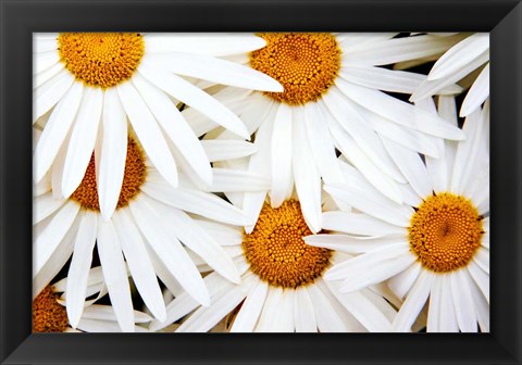 Framed Daisy Splash Print