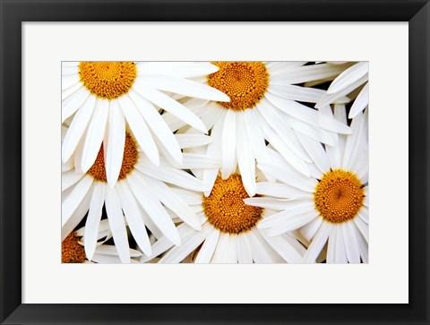 Framed Daisy Splash Print