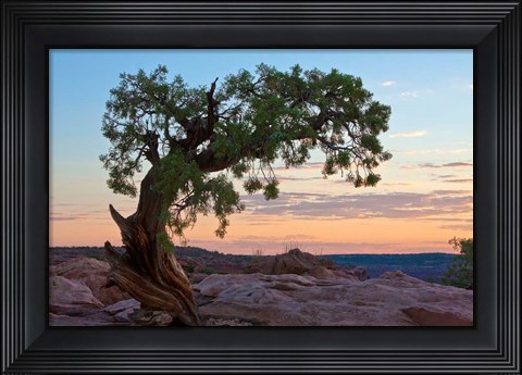 Framed Ancient Tree Print