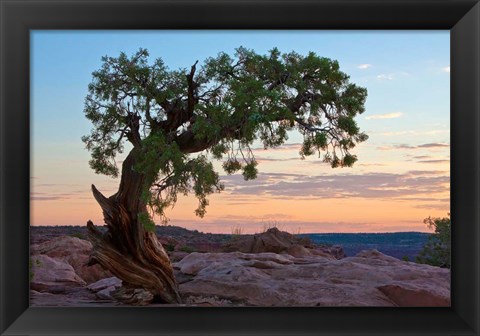 Framed Ancient Tree Print