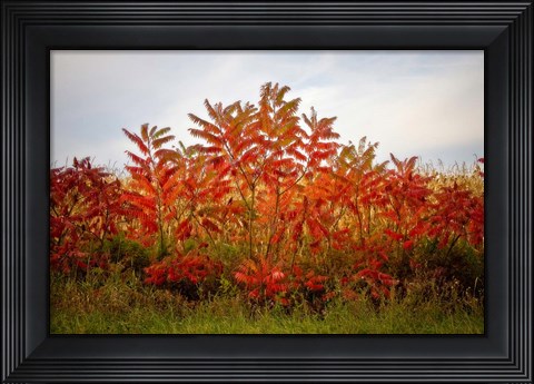 Framed Autumn Sumac Print