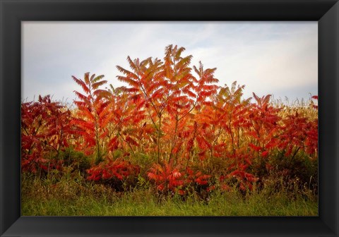 Framed Autumn Sumac Print