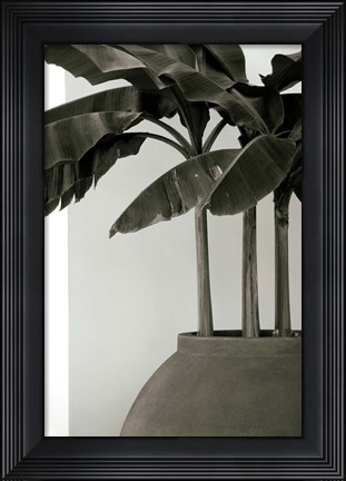 Framed Banana Trees Print