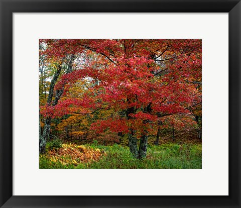Framed Catskill Maple Print