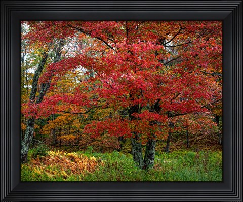Framed Catskill Maple Print