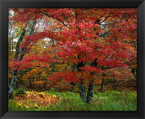 Framed Catskill Maple Print