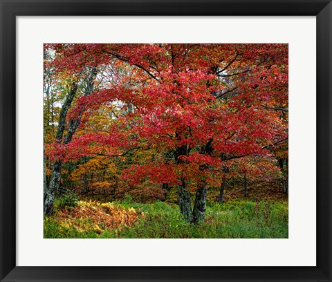 Framed Catskill Maple Print