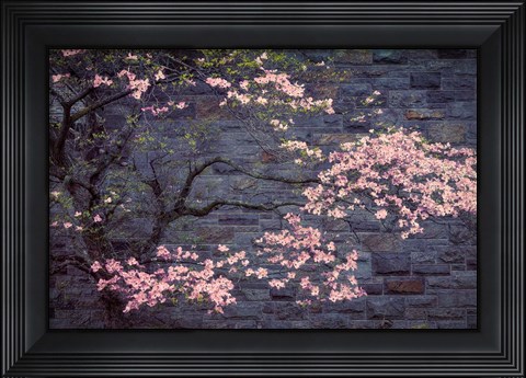 Framed Dogwood in Pink Print