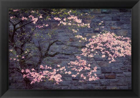 Framed Dogwood in Pink Print