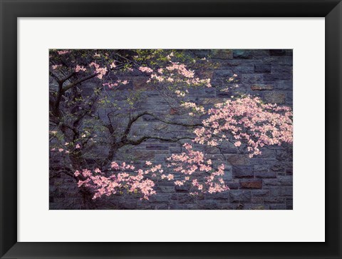 Framed Dogwood in Pink Print