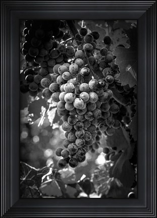 Framed Fruit of The Vine Print
