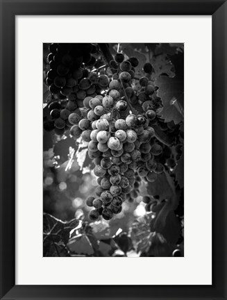 Framed Fruit of The Vine Print