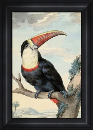 Framed Red-billed Toucan, c. 1748 Print