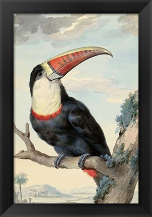 Framed Red-billed Toucan, c. 1748 Print